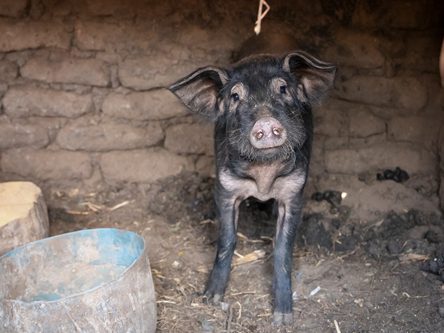 2 Multi-Purpose Pigs