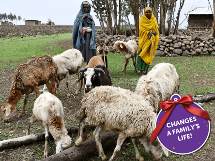 Farmyard of Animals (2 goats